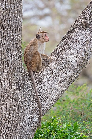 Macaco