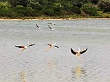 Fenicotteri che popolano la Salina dei Monaci di Torre Colimena