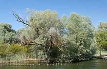 Velký strom na břehu jezera