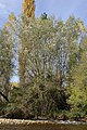 Salguero (Salix alba)