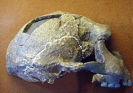 Fossil of the Java Man, found in Sangiran, Sragen Regency