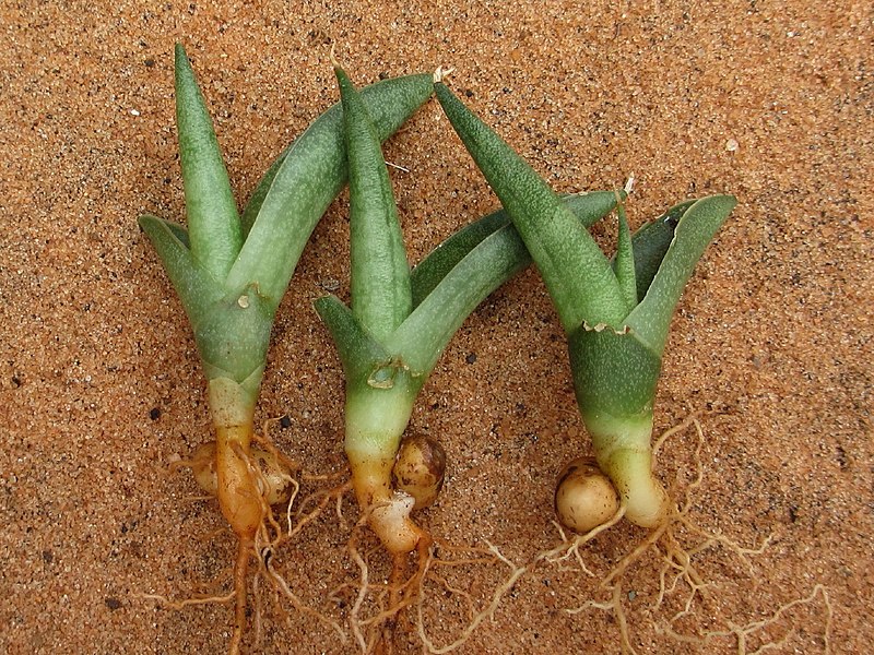 File:Sansevieria burdettii seedlings.jpg