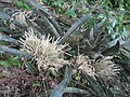 Sansevieria scimitariformis