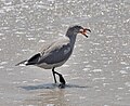 Heermann's gull