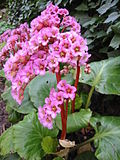 Thumbnail for Bergenia purpurascens