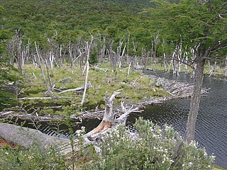 <span class="mw-page-title-main">Beaver eradication in Tierra del Fuego</span> Attempt to eradicate beavers