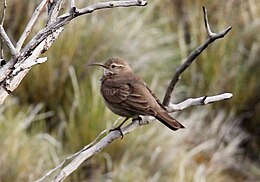 Pikkelyes földibanka (Upucerthia dumetaria)