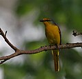 Scarlet Minivet (Pericrocotus flammeus) at Jayanti, Duars, West Bengal W IMG 5693.jpg