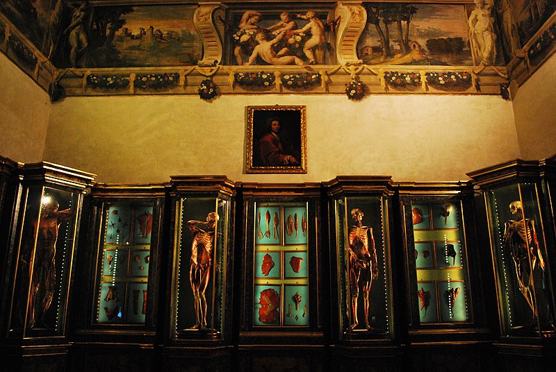 File:Scheletri - Palazzo Poggi.jpg