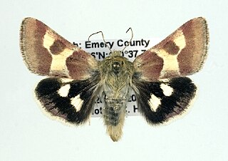 <i>Schinia suetus</i> Species of moth