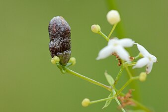 Schizomyia galiorum on Gallium verum