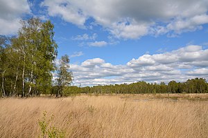 Schleswig-Holstein, Bad Bramstedt, Katenmoor NIK 5972.jpg