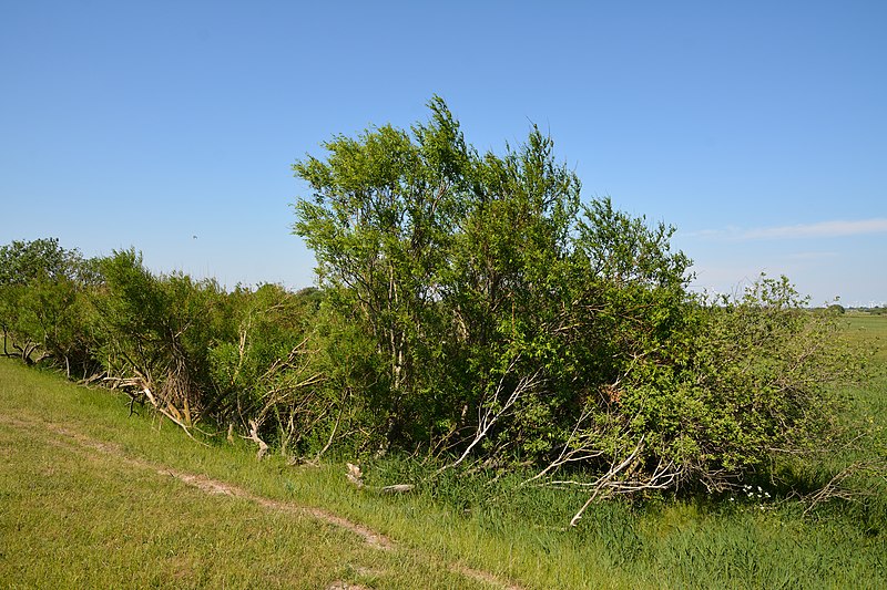 File:Schleswig-Holstein, Dithmarschen, Naturschutzgebiet Wöhrdener Loch NIK 3246.jpg