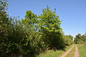 Schleswig-Holstein, Hennstedt, Landschaftsschutzgebiet Hennstedter Moor NIK 2672.jpg