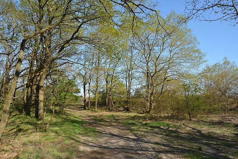 File:Schleswig-Holstein, Süderlügum, Naturschutzgebiet Süderlügumer Binnendünen NIK 2091.jpg