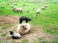 Schwarzes Schaf auf weißem Schaf