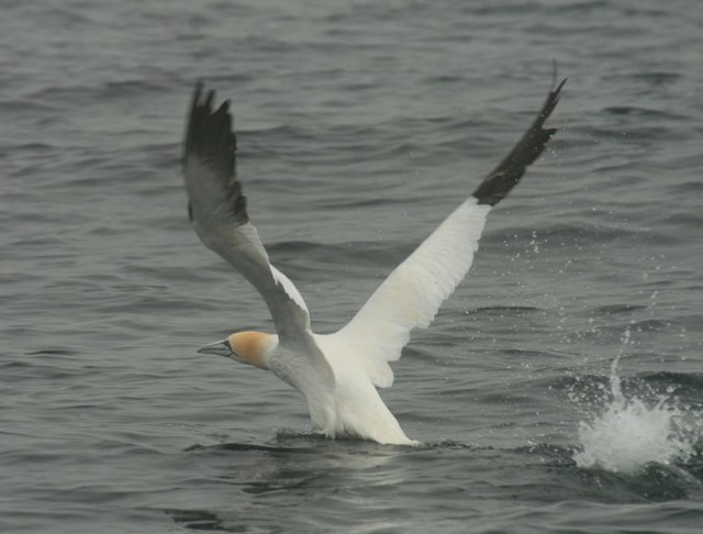 Gannets and other seabirds fuel themselves with mackerel