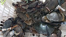 A pile of crabs with their claws tied