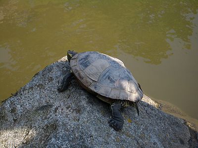 Сиэтл-Japanes-Gdn-turtles-4042.jpg