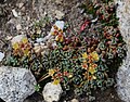 Stonecrop (Sedum obtusatum) flowers & leaves
