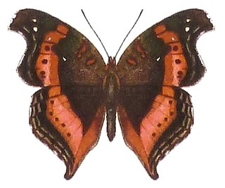 <i>Precis sinuata</i> Species of butterfly