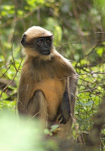 Langur gris de peus negres