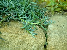 Senecio Hallianus 13.12.2019 5880.jpg