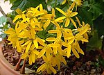 Thumbnail for File:Senecio tamoides inflorescences.jpg