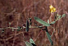 Mature fruit Senna oligoclada fruit.jpg