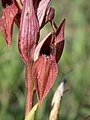 Serapias orientalis ssp. levantina Israel - Mount Carmel