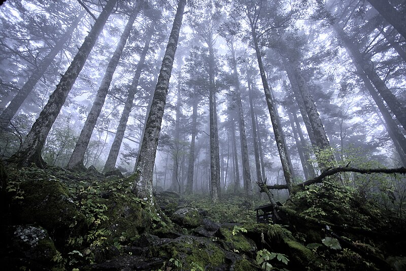 File:Shennongjia virgin forest.jpg