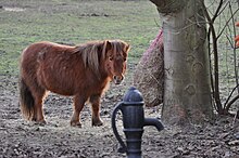 Shetlandský Pony1.jpg