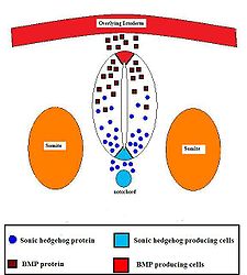 morphogens that pattern the dorsoventral axes of the neural tube