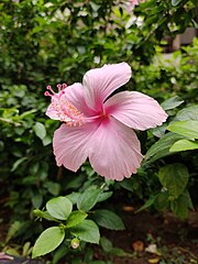 Shoeblackplant (Light Pink Hibiscus).jpg