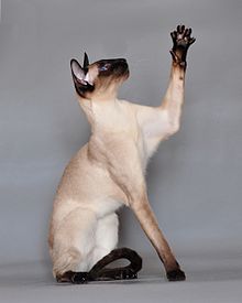 Siamese cat Vaillante.JPG