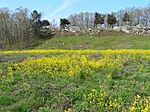 Signal Hill (Canton, Massachusetts)