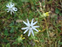 Silene italica