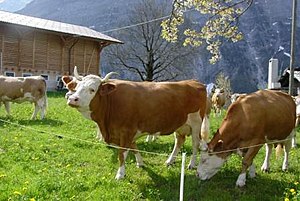 Simmentaler Kühe auf Weide.JPG