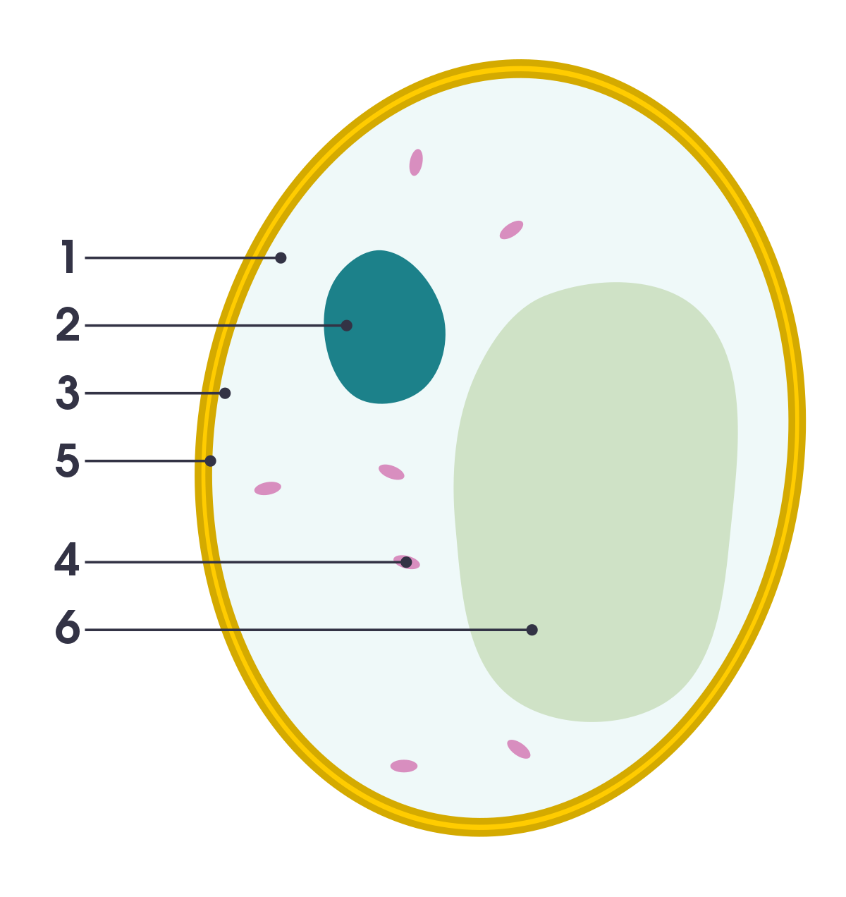 File:Simple diagram of yeast cell (numbers).svg ...