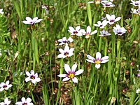 Sisyrinchium atlanticum