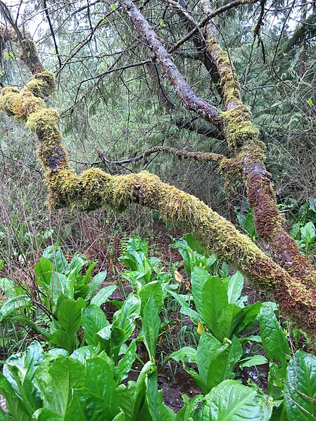 File:Skunk cabbage patch under mossy branches (17292043921).jpg