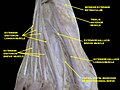 Dorsal digital nerves of foot.Deep dissection.