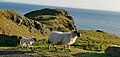 Slieve League heißen diese Meeresklippen im Donegal-Bounty.