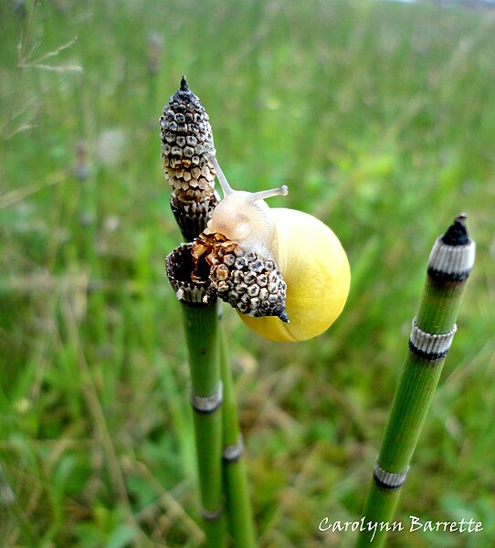 File:Snail on Equisetum praealtum (Equisetaceae).jpg