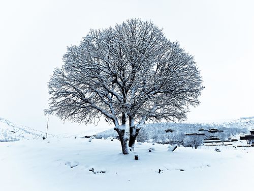 A tree near Erbil“ © Serchia