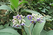 Solanum mauritianum is an environmental weed in the state, although it is not declared noxious. Solanum mauritianum - Wild tobacco tree - at Ooty 2014 (3).jpg
