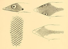Sphaerodactylus oxyrhinus 02-Barbour 1921.jpg