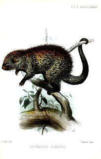 Paraguaian hairy dwarf porcupine Species of rodent