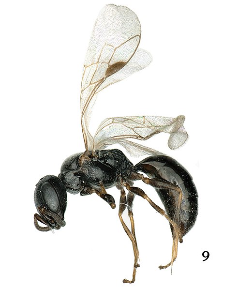 File:Spilomena capatrata (10.3897-zoologia.38.e55803) Figures 9–14 (cropped).jpg