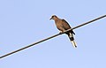Spilopelia senegalensis - Laughing Dove 02.jpg